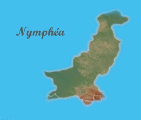 Carte de Nymphéa